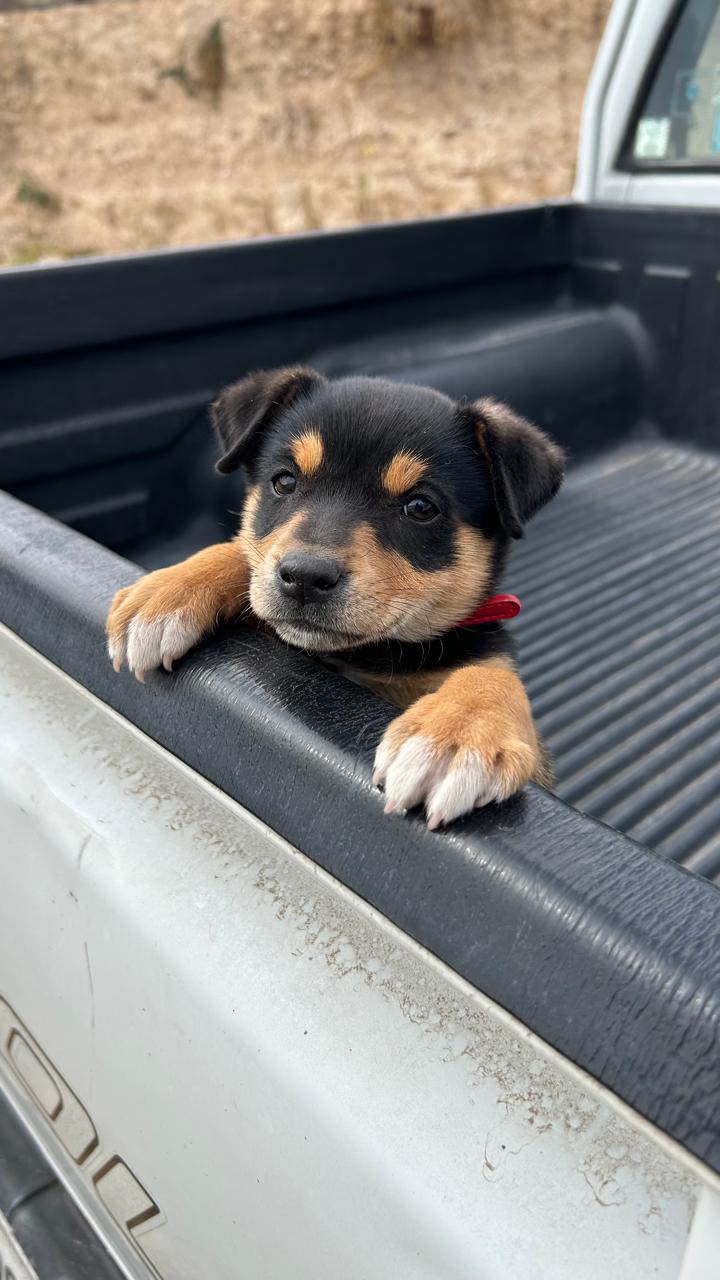 Aplicaron más de mil 300 dosis en jornada antirrábica en San Agustín Tlaxiaca