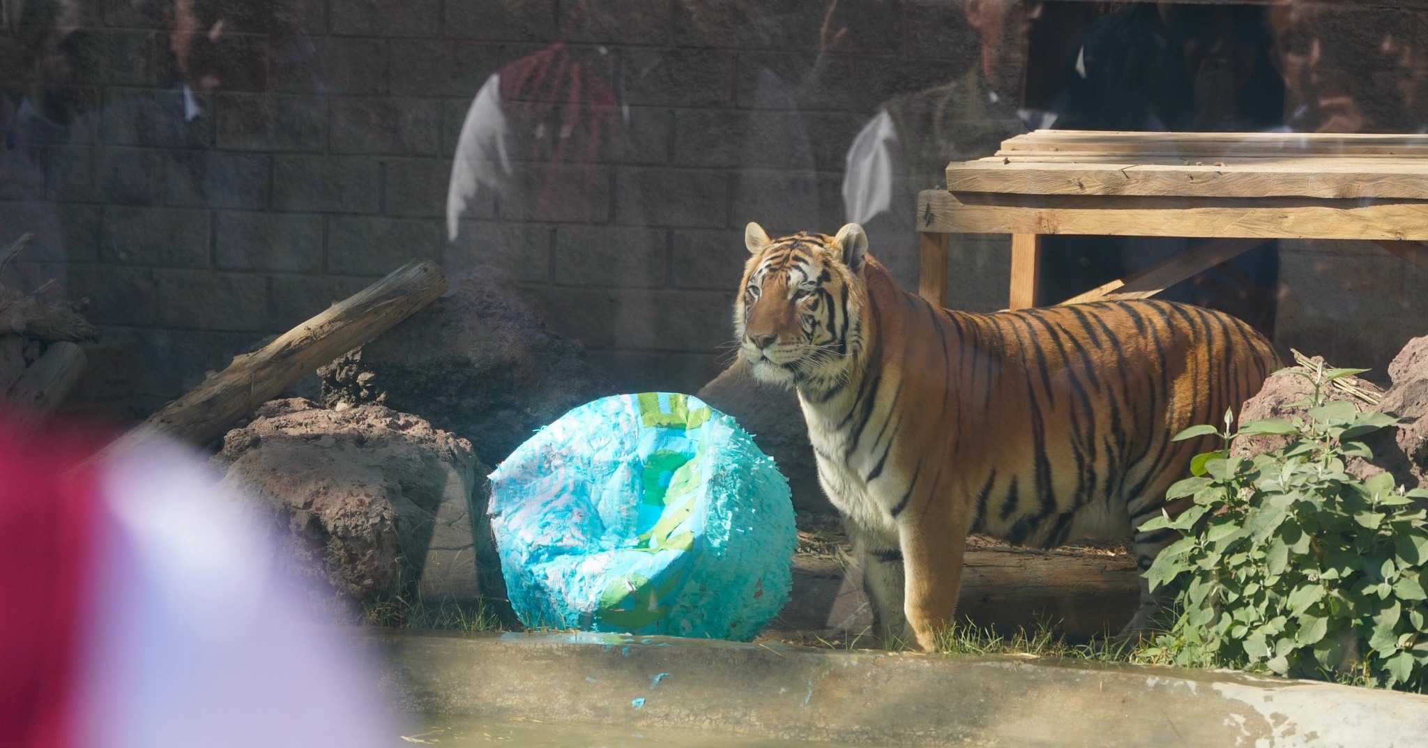Pachuca conmemoró 10 años de protección a la fauna silvestre
